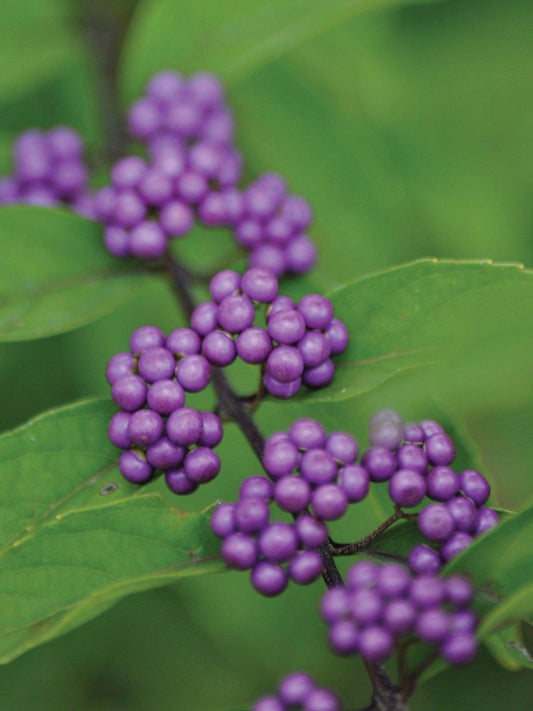 Callicarpa Dichotoma Early Amethyst - View 1 from www redcrocus com