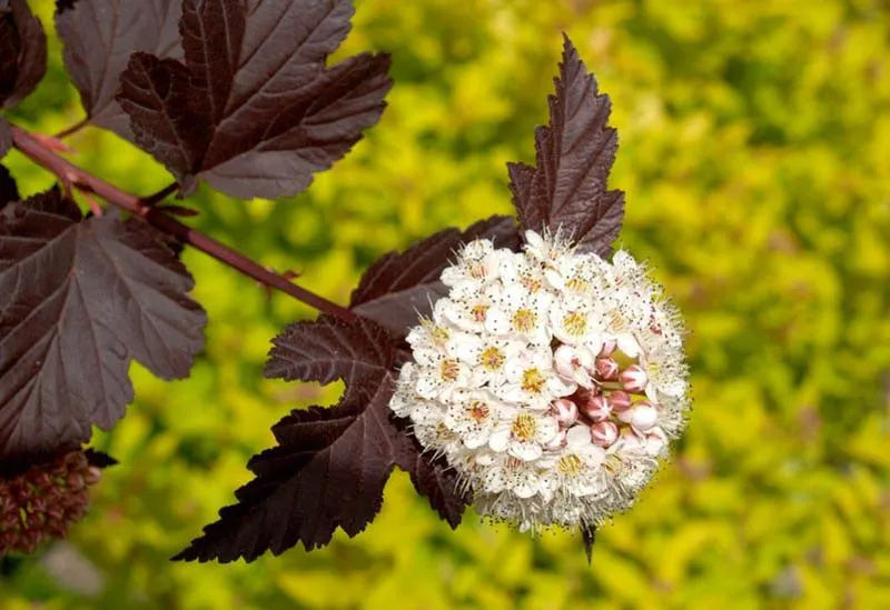 Physocarpus Opulifolius Diablo - View 9 from www redcrocus com