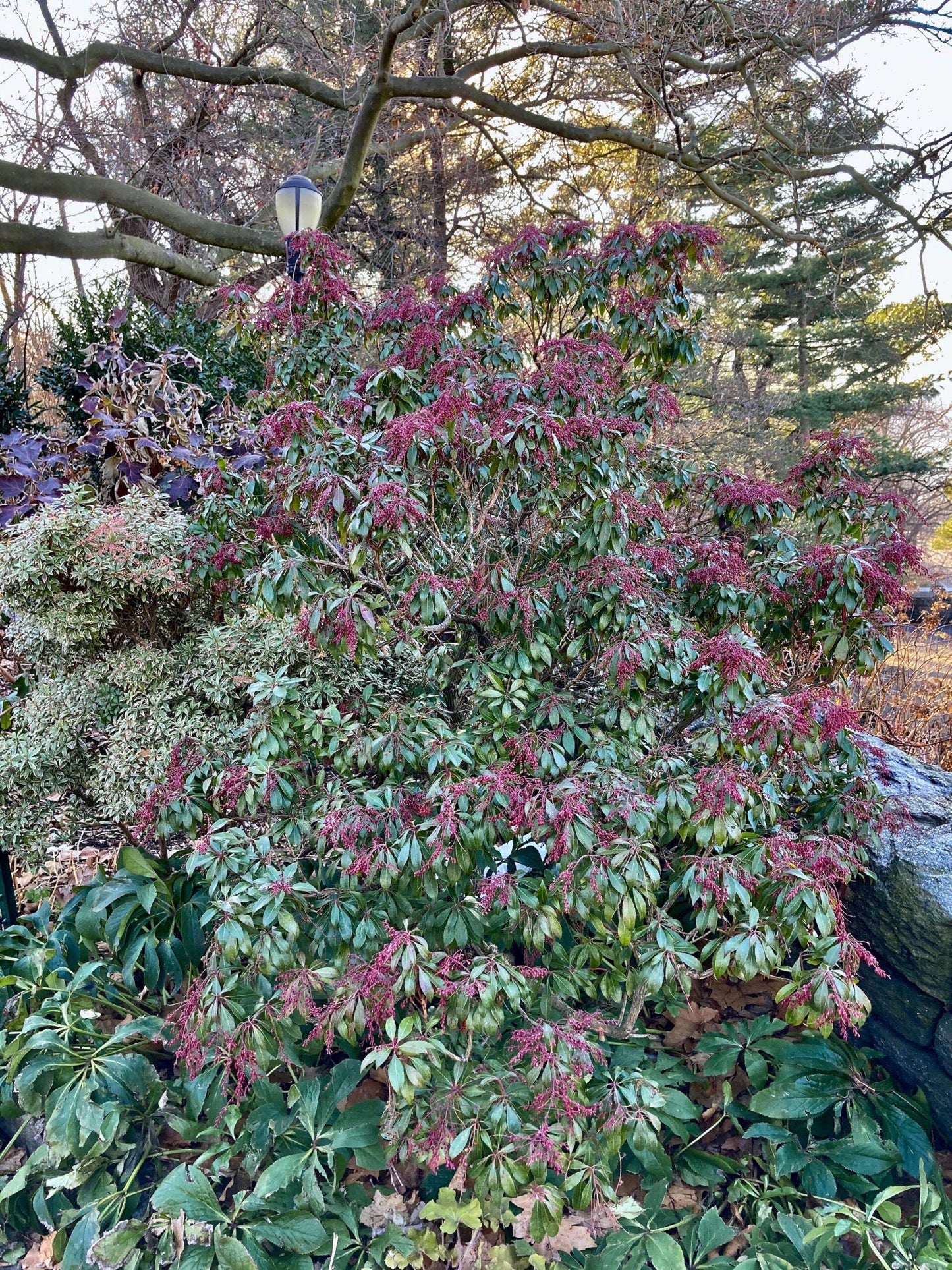 Pieris Japonica 'dorothy Wycoff' - View 10 from www redcrocus com