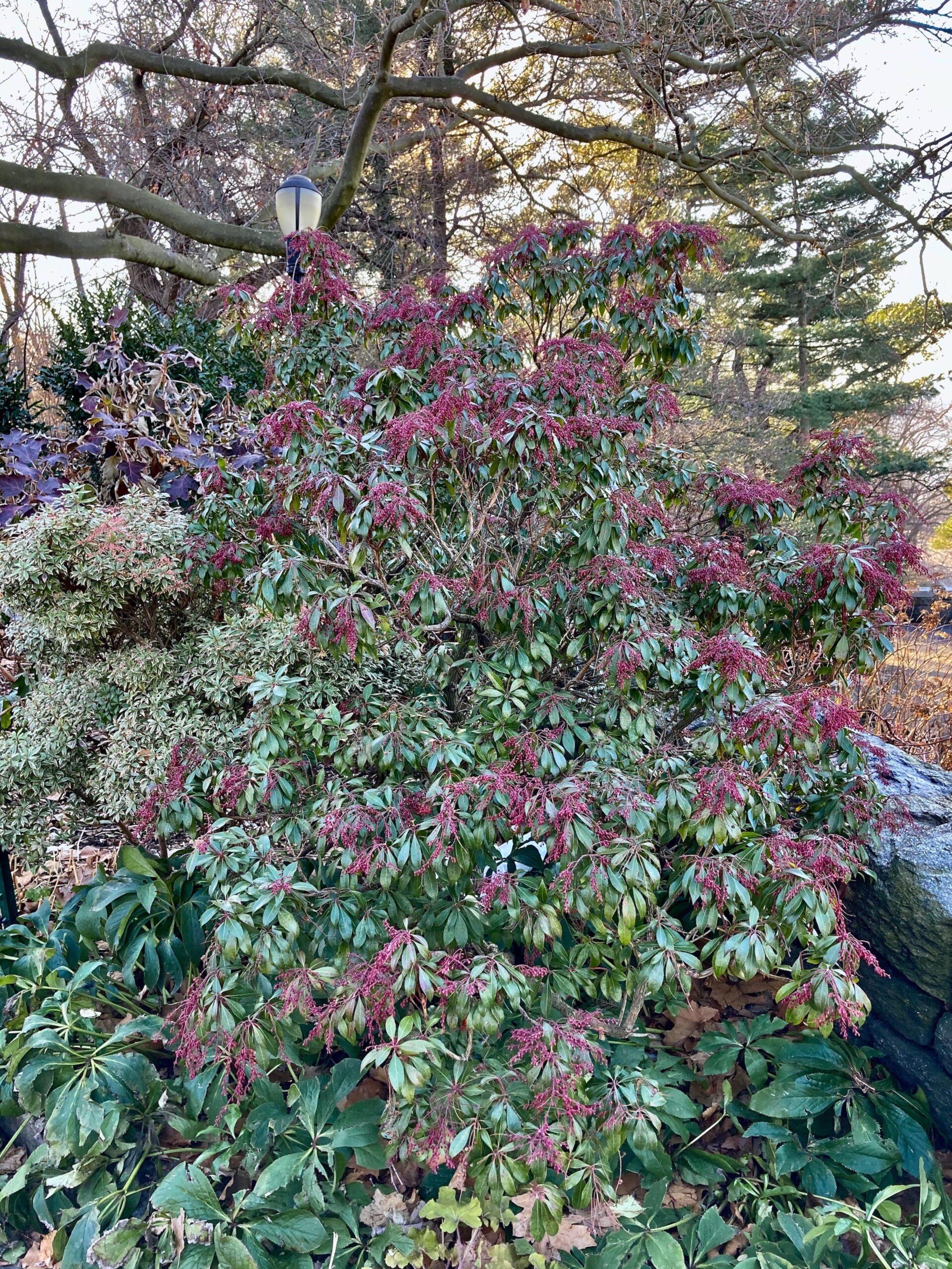 Pieris Japonica 'dorothy Wycoff' - View 10 from www redcrocus com
