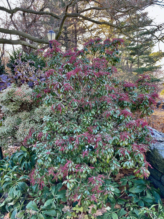 Pieris Japonica 'dorothy Wycoff' - View 10 from www redcrocus com