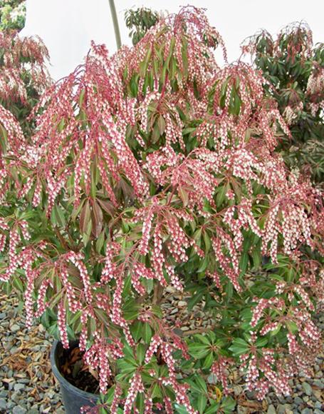 Pieris Japonica 'dorothy Wycoff' - View 12 from www redcrocus com