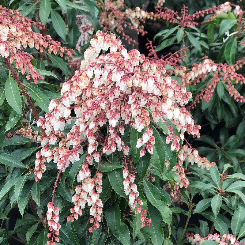 Pieris Japonica 'dorothy Wycoff' - View 13 from www redcrocus com