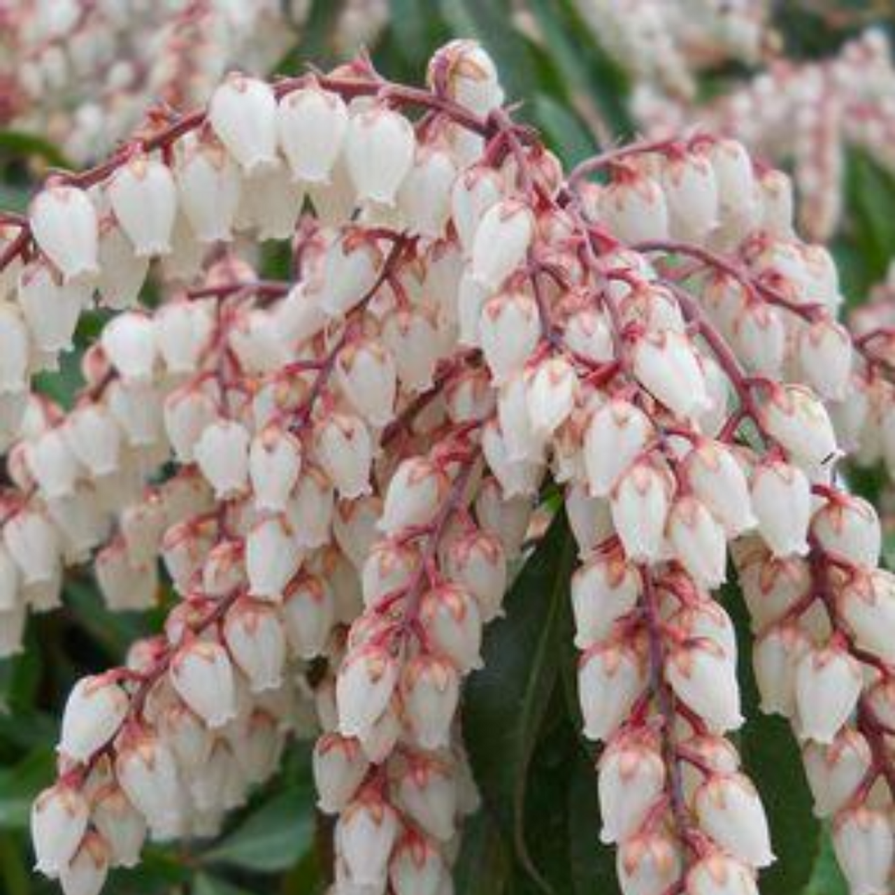 Pieris Japonica 'dorothy Wycoff' - View 15 from www redcrocus com