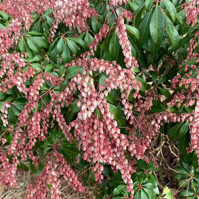 Pieris Japonica 'dorothy Wycoff' - View 15 from www redcrocus com