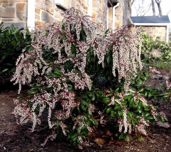 Pieris Japonica 'dorothy Wycoff' - View 16 from www redcrocus com