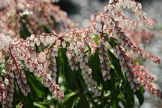 Pieris Japonica 'dorothy Wycoff' - View 3 from www redcrocus com