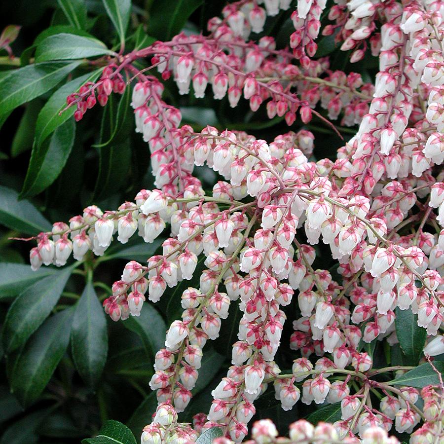 Pieris Japonica 'dorothy Wycoff' - View 7 from www redcrocus com