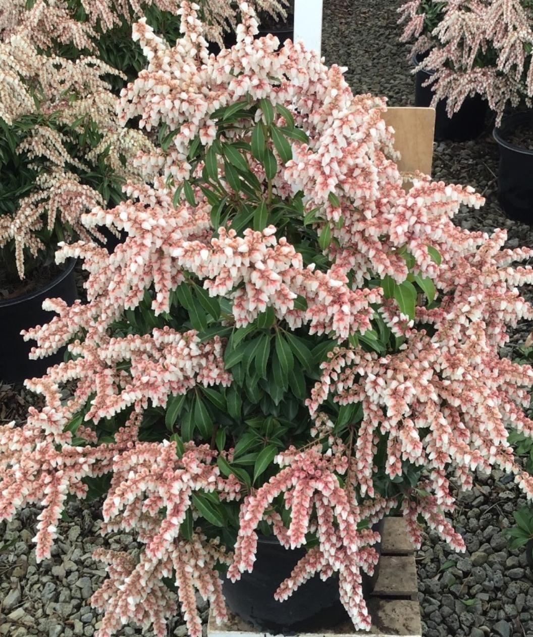Pieris Japonica 'dorothy Wycoff' - View 9 from www redcrocus com