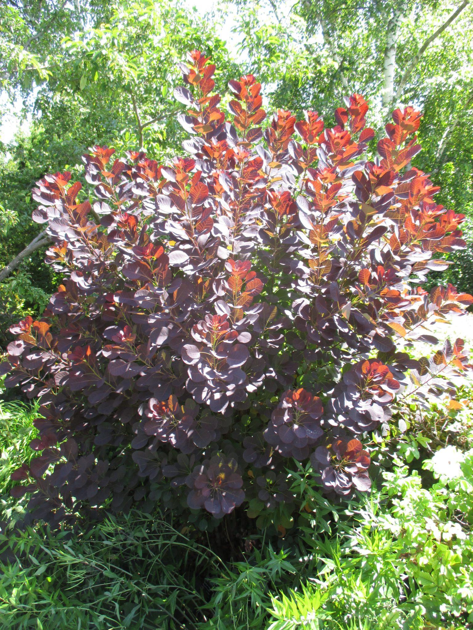 Cotinus Coggygria Royal Purple - View 11 from www redcrocus com