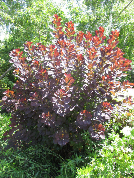 Cotinus Coggygria Royal Purple - View 11 from www redcrocus com