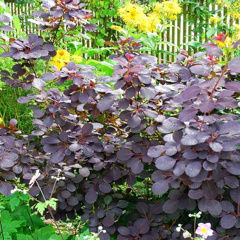 Cotinus Coggygria Royal Purple - View 12 from www redcrocus com