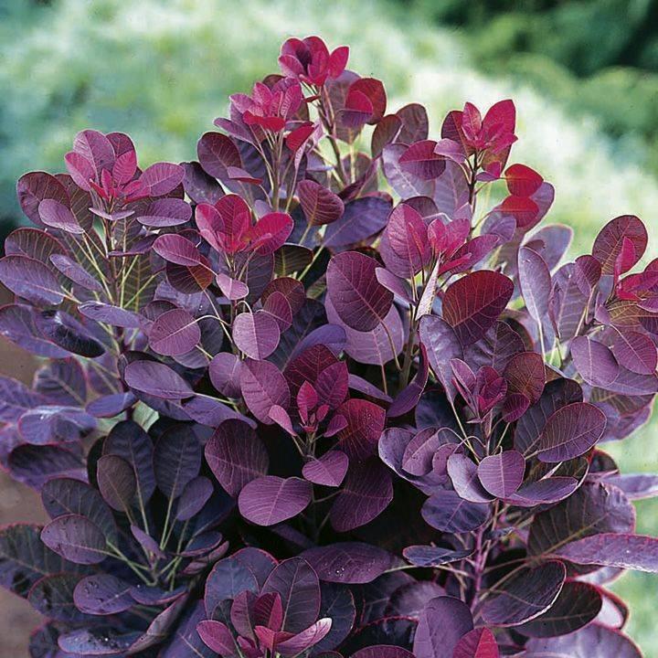 Cotinus Coggygria Royal Purple - View 13 from www redcrocus com