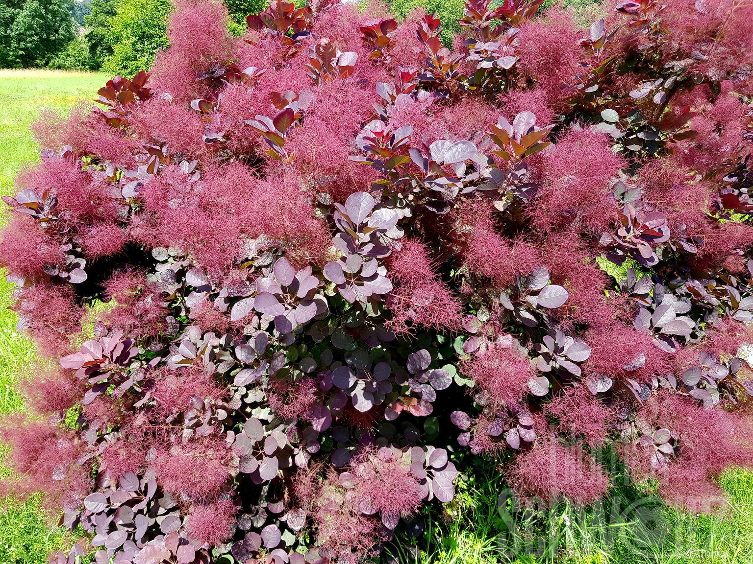Cotinus Coggygria Royal Purple - View 16 from www redcrocus com