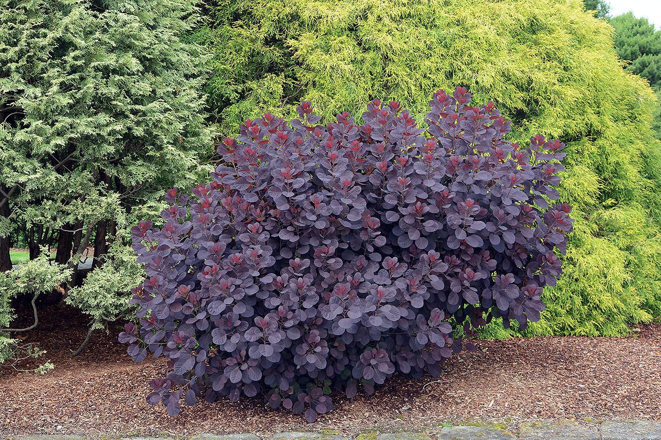 Cotinus Coggygria Royal Purple - View 21 from www redcrocus com