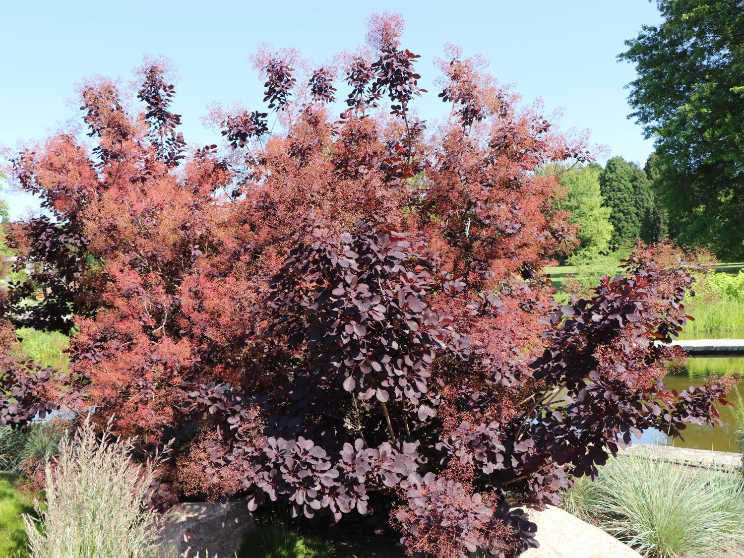 Cotinus Coggygria Royal Purple - View 23 from www redcrocus com