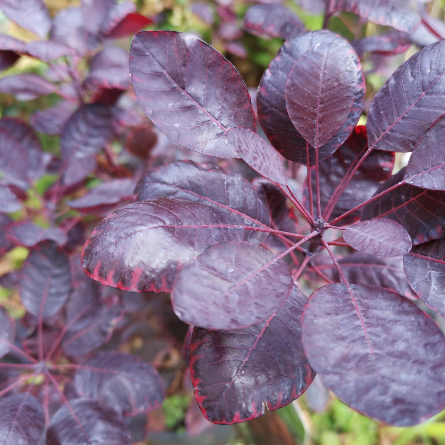 Cotinus Coggygria Royal Purple - View 25 from www redcrocus com