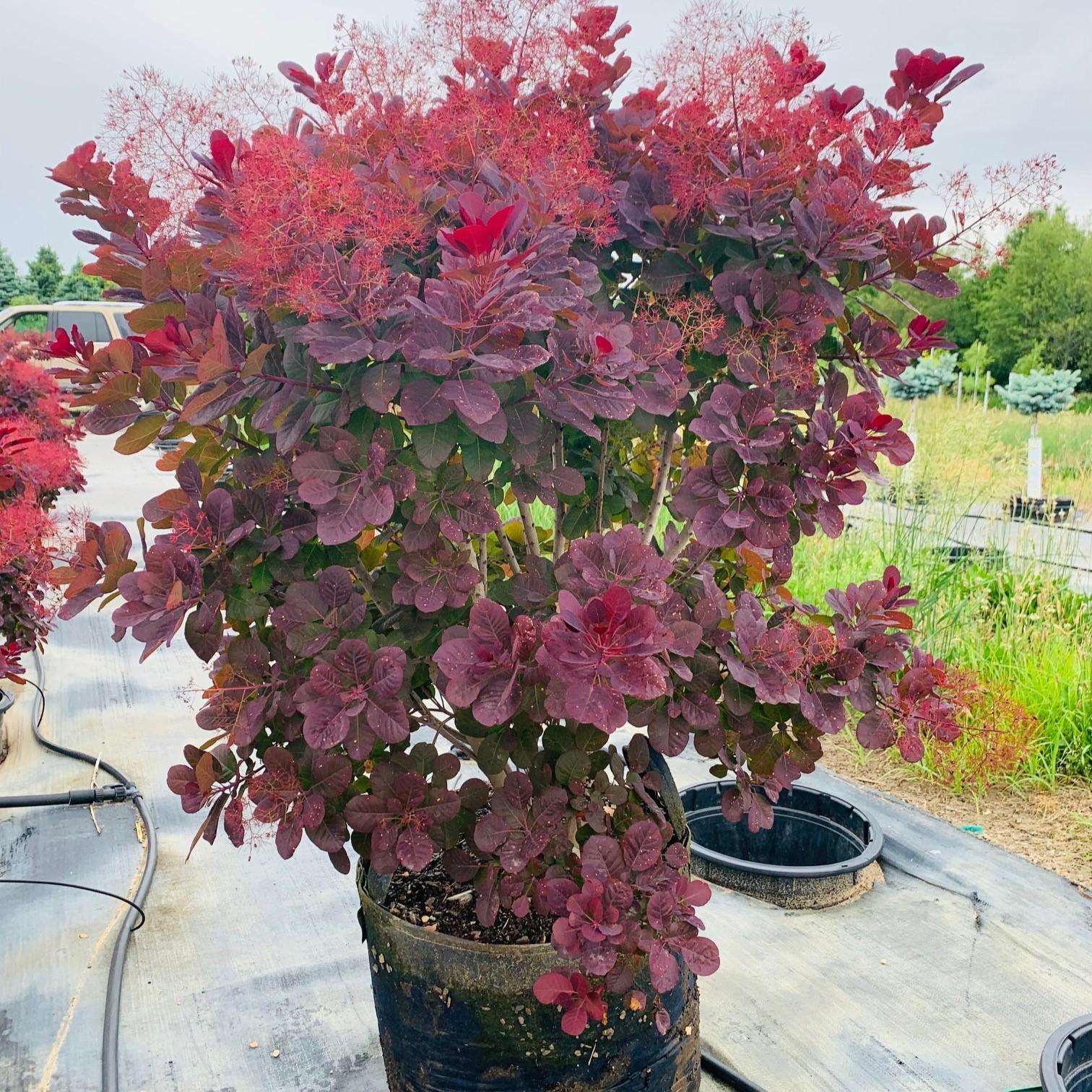 Cotinus Coggygria Royal Purple - View 4 from www redcrocus com