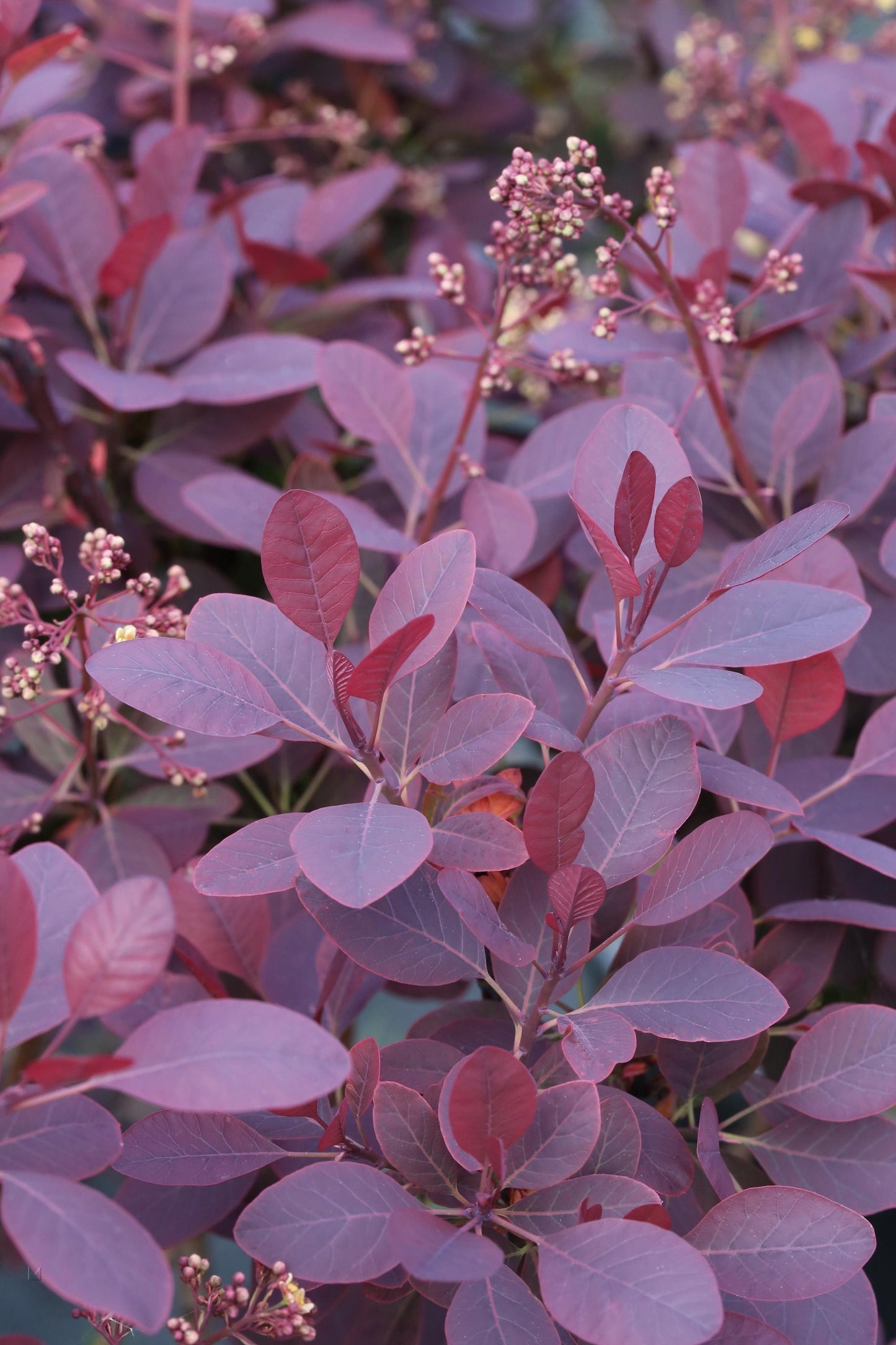 Cotinus Coggygria Royal Purple - View 9 from www redcrocus com