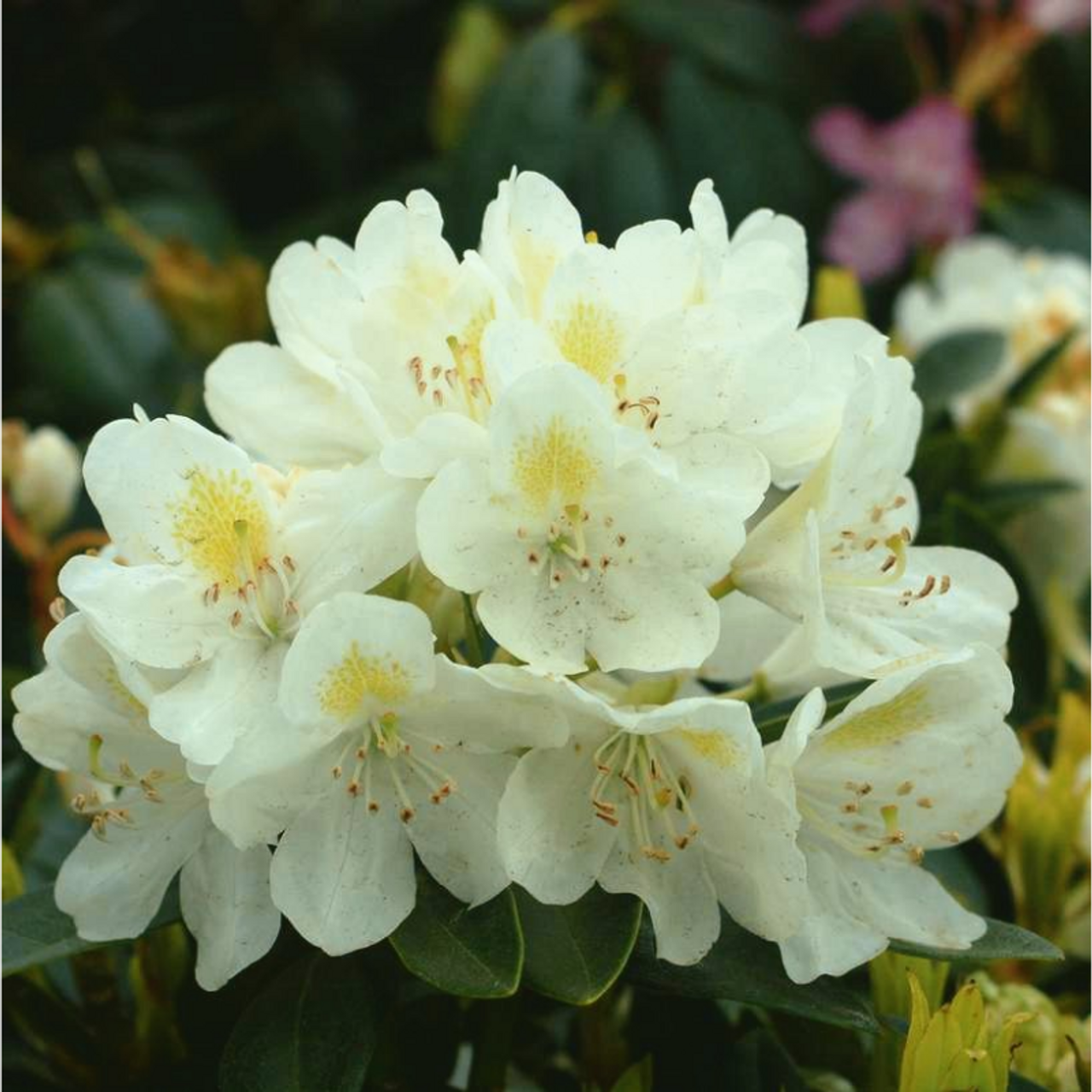 Rhododendron Chionoides - View 2 from www redcrocus com