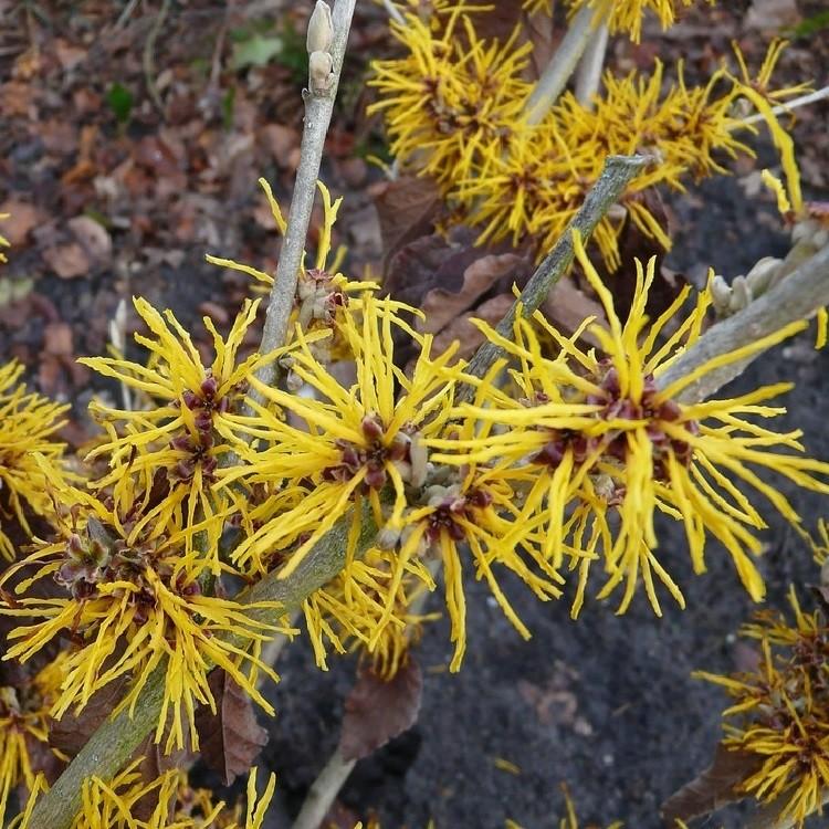 Hamamelis Vernalis - View 15 from www redcrocus com