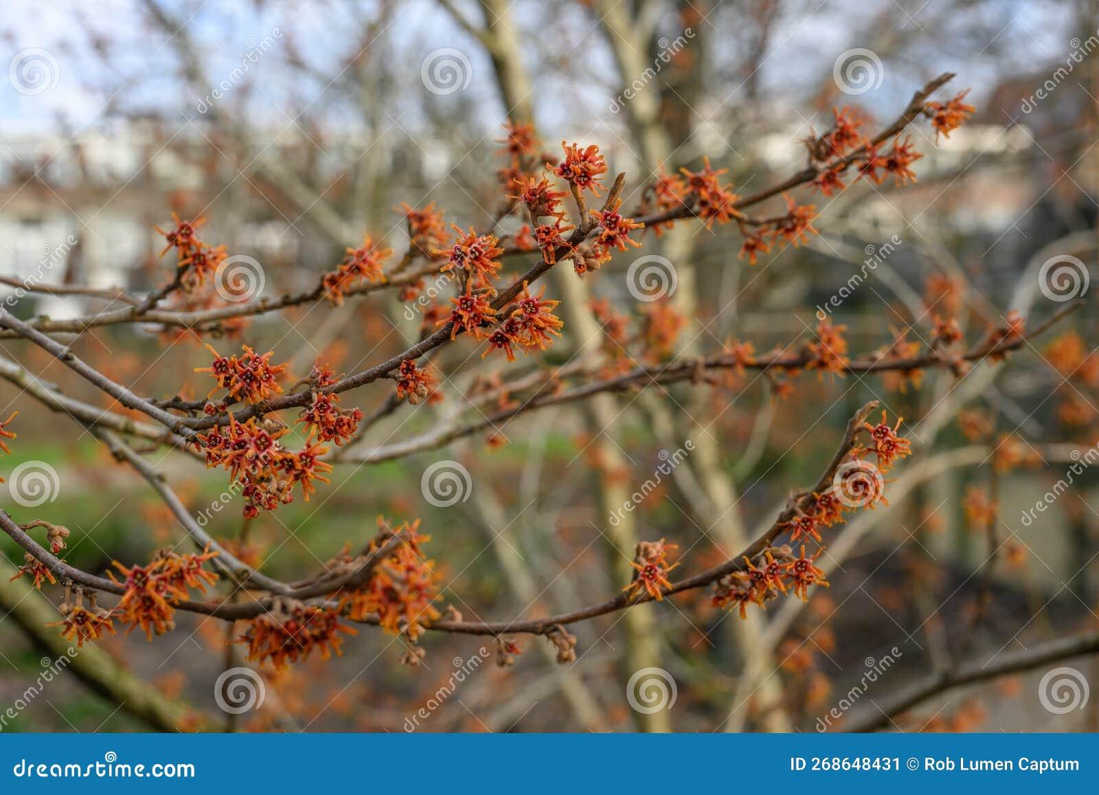 Hamamelis Vernalis - View 19 from www redcrocus com