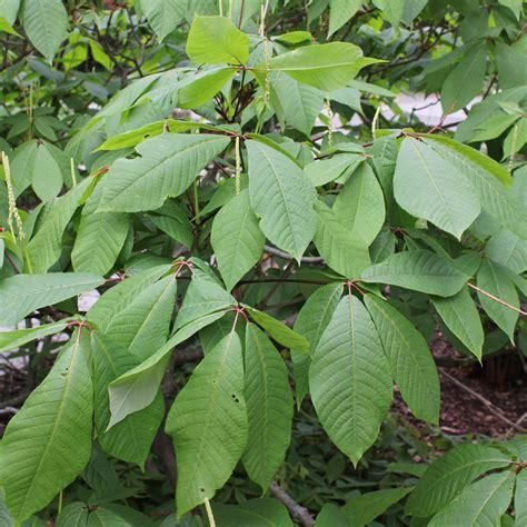 Aesculus Parviflora - View 1 from www redcrocus com