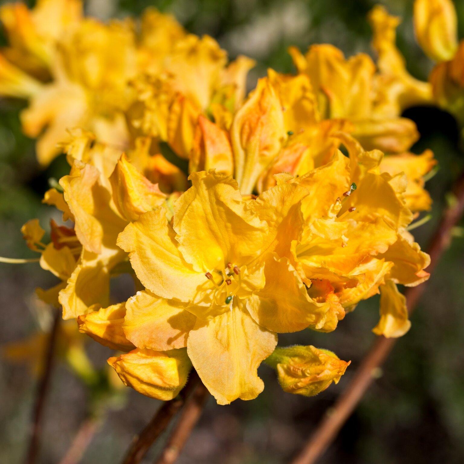 Azalea Golden Lights - View 10 from www redcrocus com