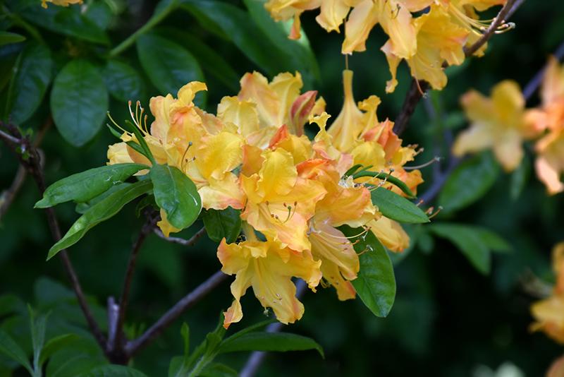 Azalea Golden Lights - View 11 from www redcrocus com
