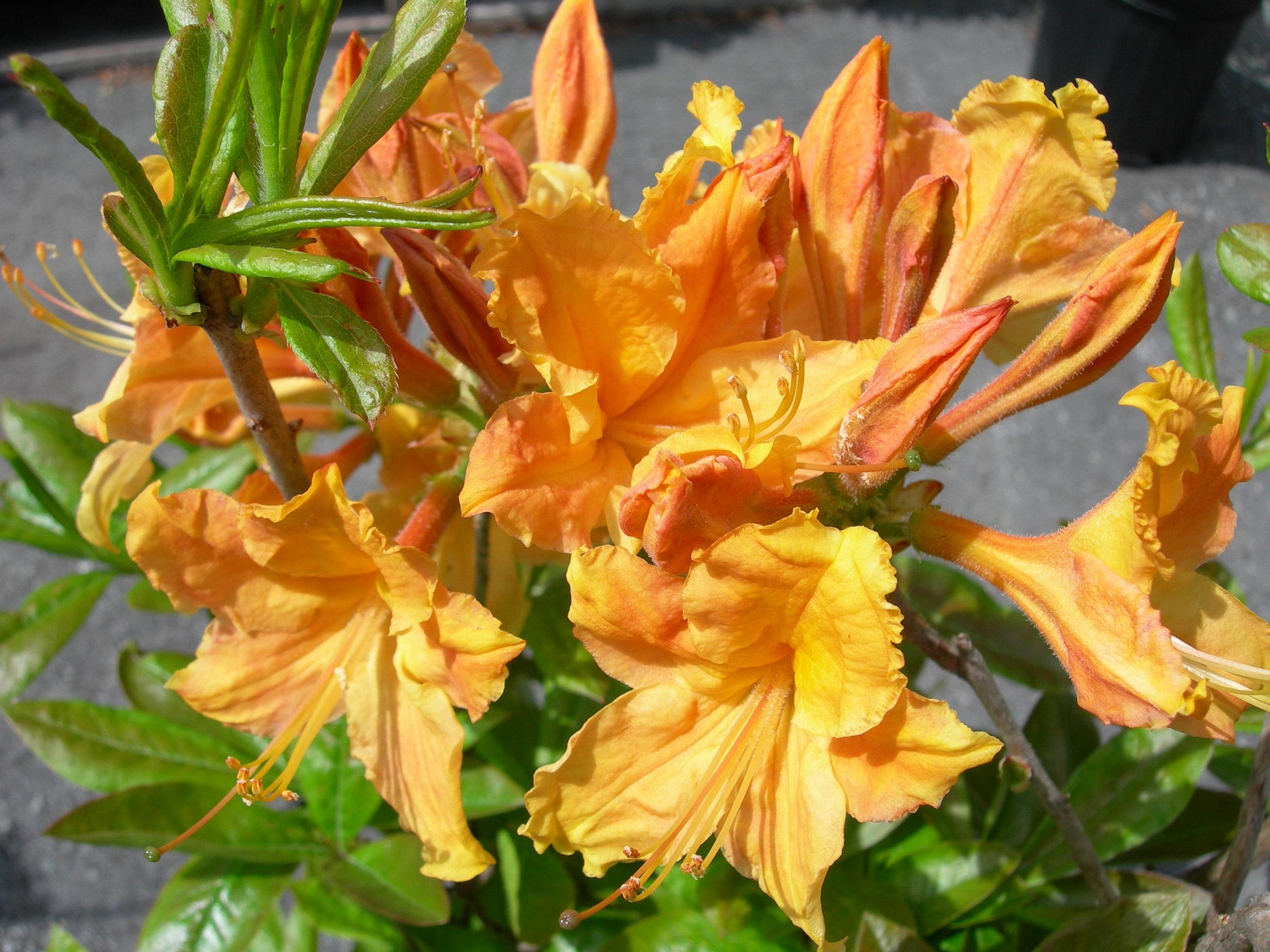 Azalea Golden Lights - View 12 from www redcrocus com