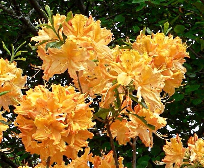 Azalea Golden Lights - View 13 from www redcrocus com