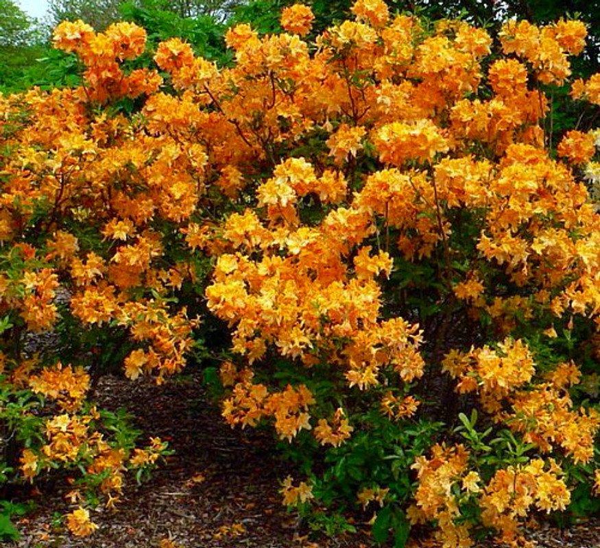 Azalea Golden Lights - View 14 from www redcrocus com