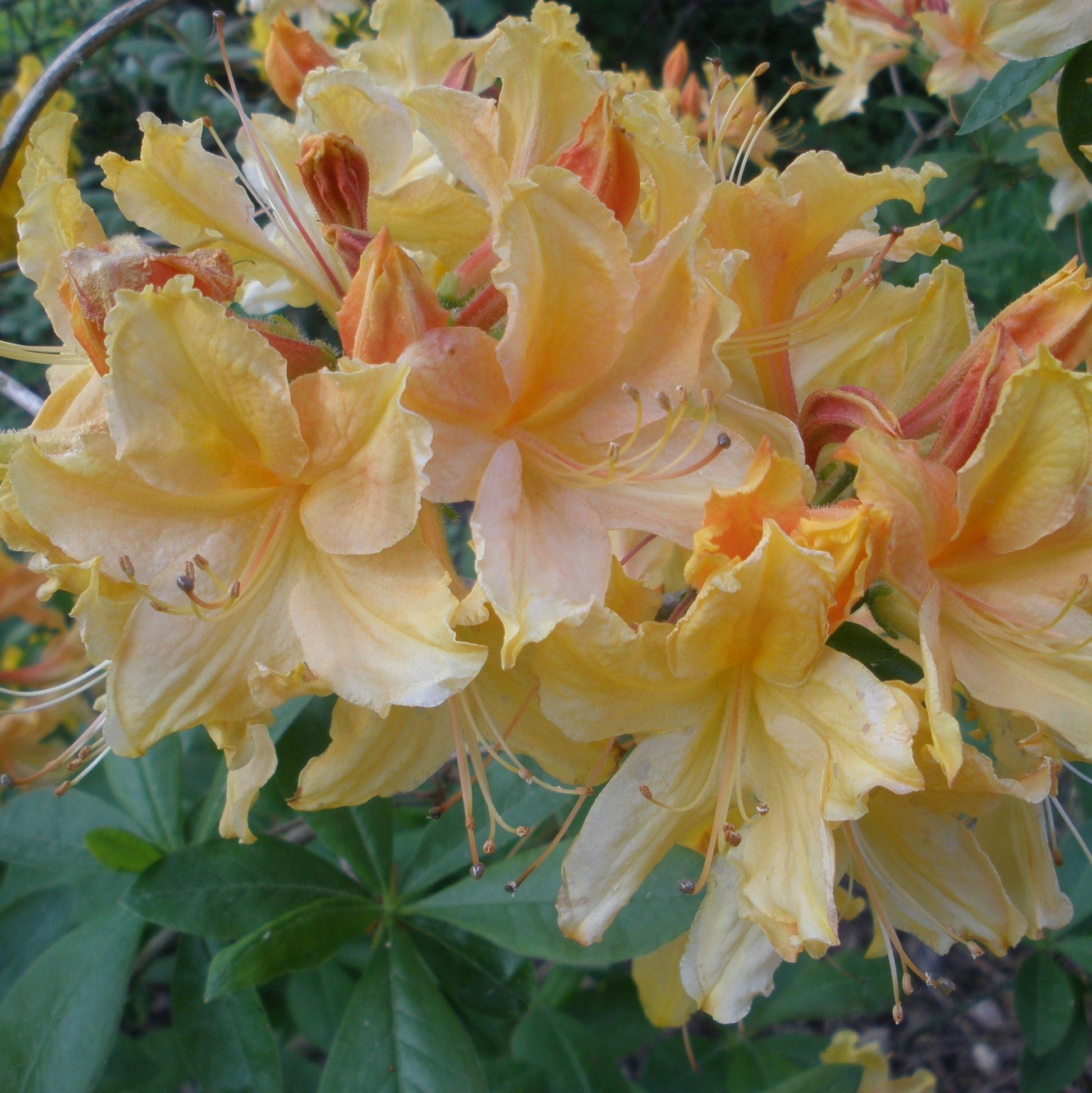 Azalea Golden Lights - View 15 from www redcrocus com