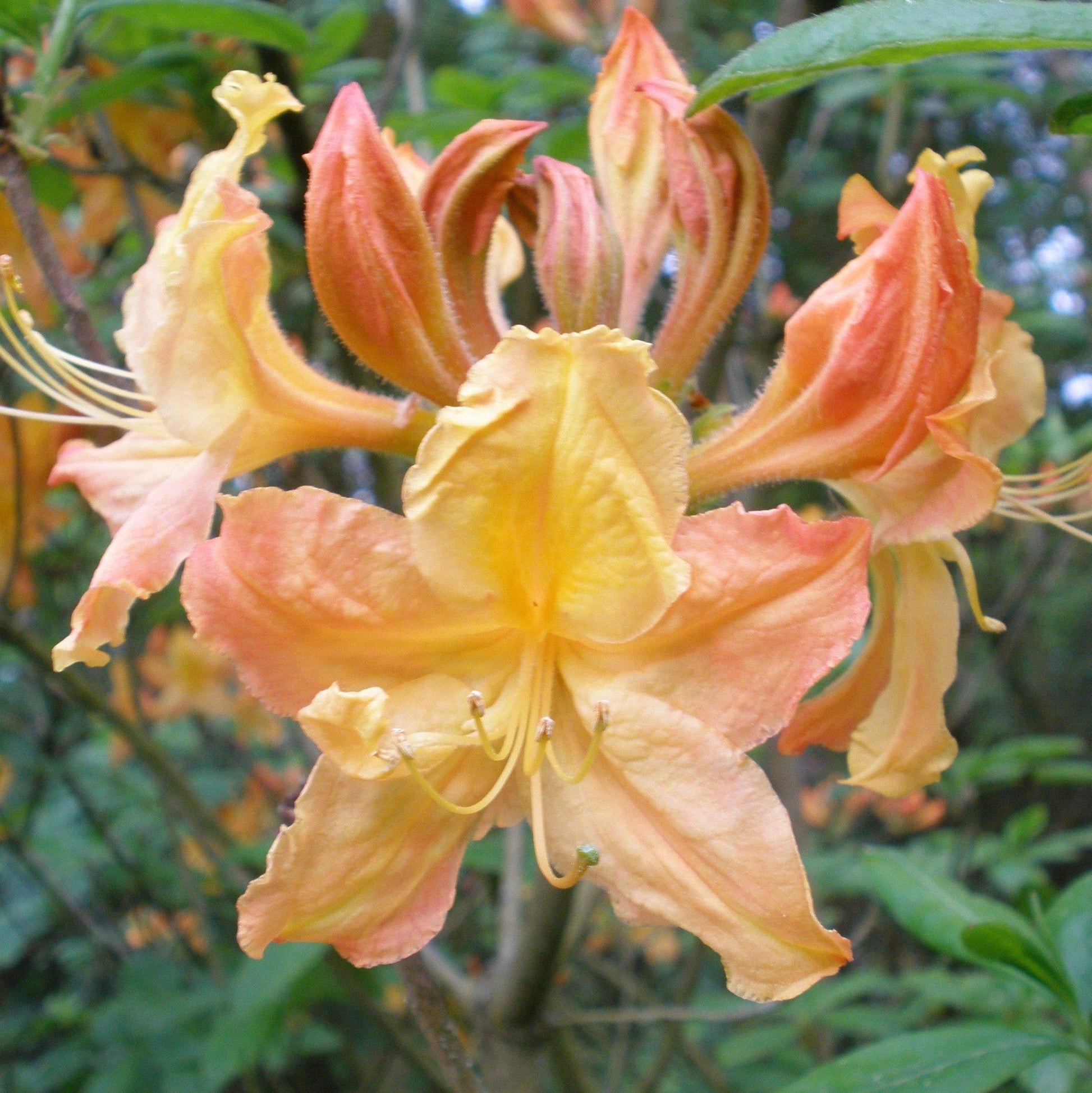 Azalea Golden Lights - View 16 from www redcrocus com