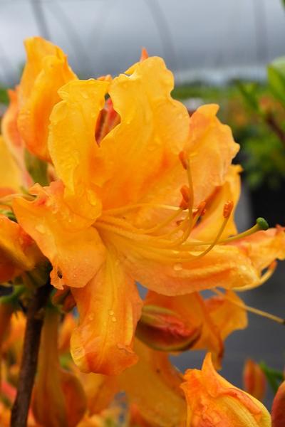 Azalea Golden Lights - View 19 from www redcrocus com