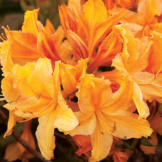 Azalea Golden Lights - View 1 from www redcrocus com
