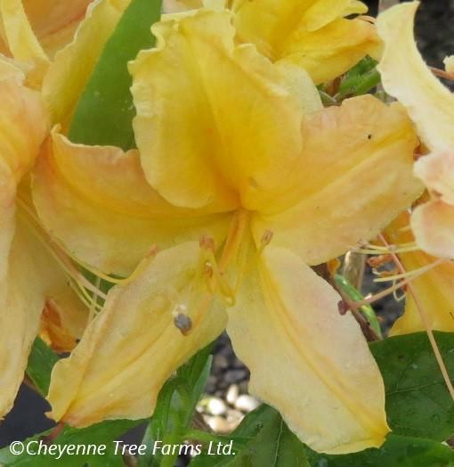 Azalea Golden Lights - View 20 from www redcrocus com