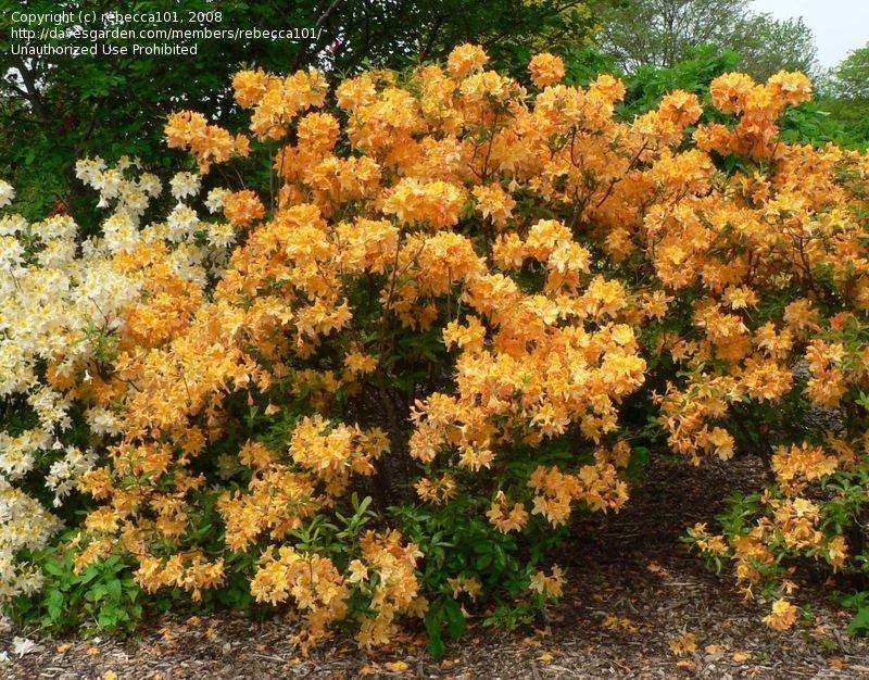Azalea Golden Lights - View 2 from www redcrocus com
