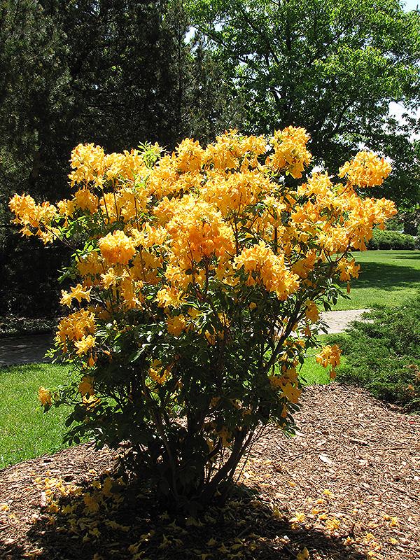 Azalea Golden Lights - View 3 from www redcrocus com