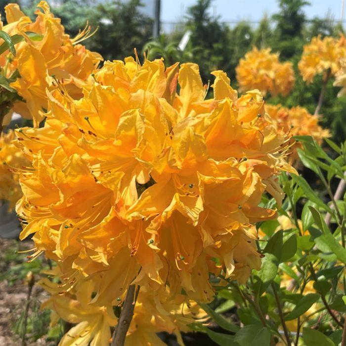 Azalea Golden Lights - View 4 from www redcrocus com