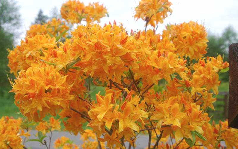 Azalea Golden Lights - View 5 from www redcrocus com