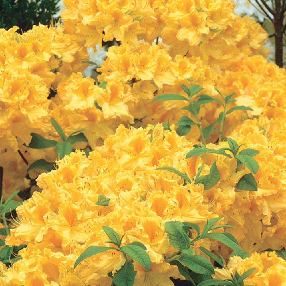 Azalea Golden Lights - View 6 from www redcrocus com