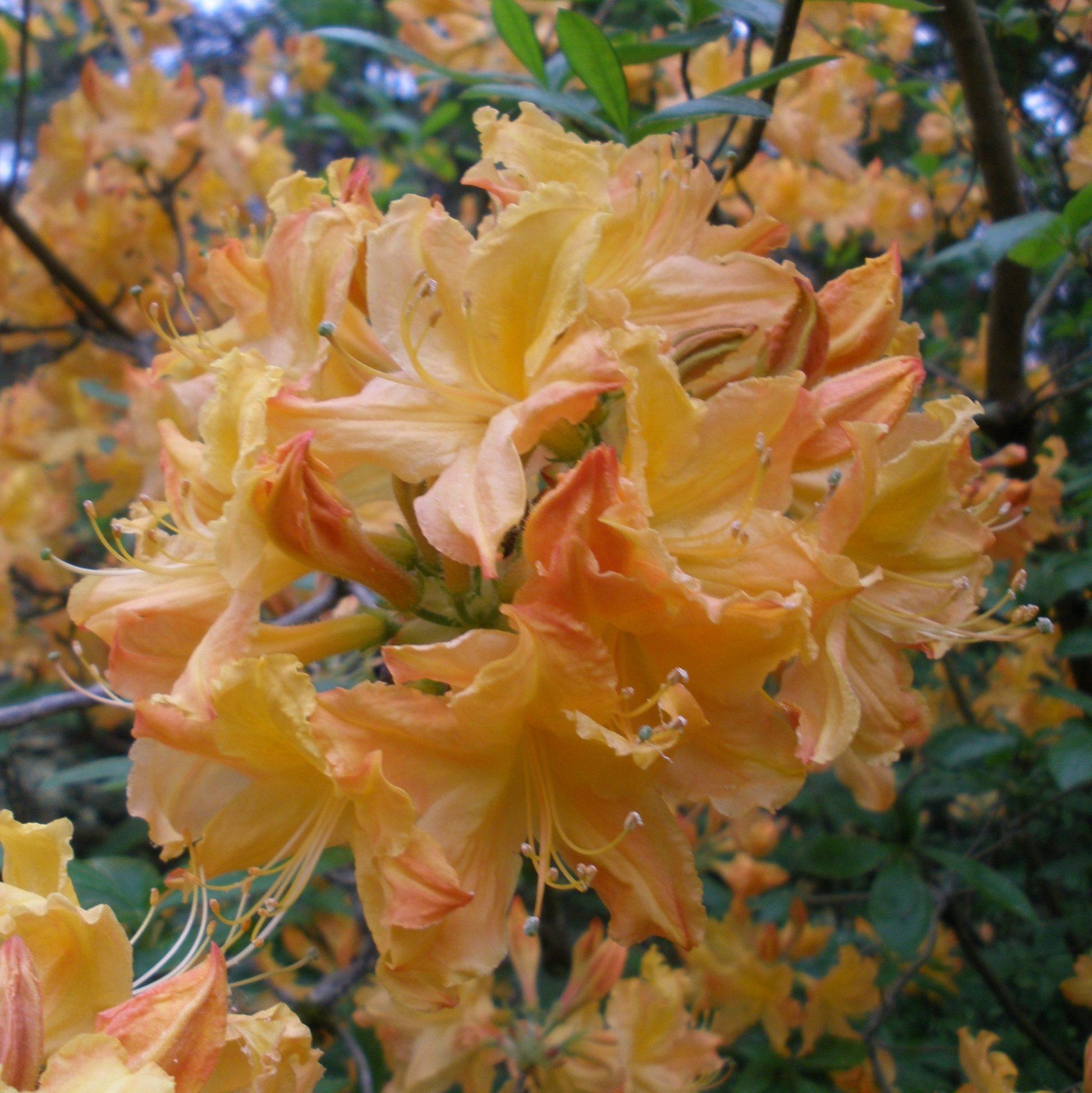 Azalea Golden Lights - View 8 from www redcrocus com