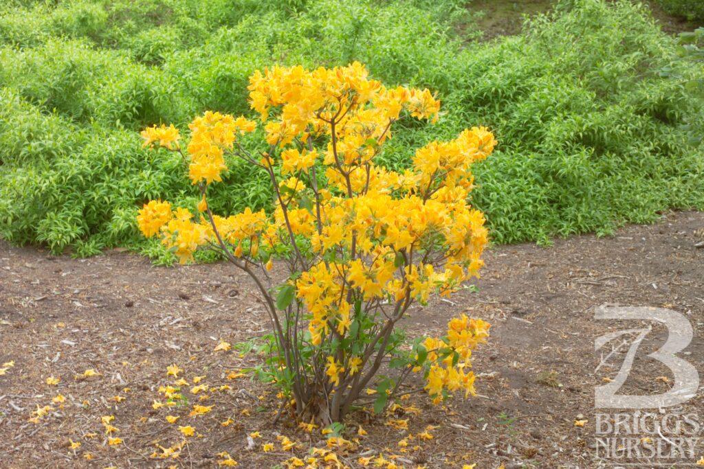 Azalea Golden Lights - View 9 from www redcrocus com