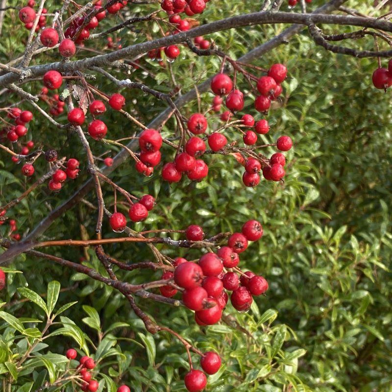 Aronia Arbutifolia Brilliantissima - View 12 from www redcrocus com