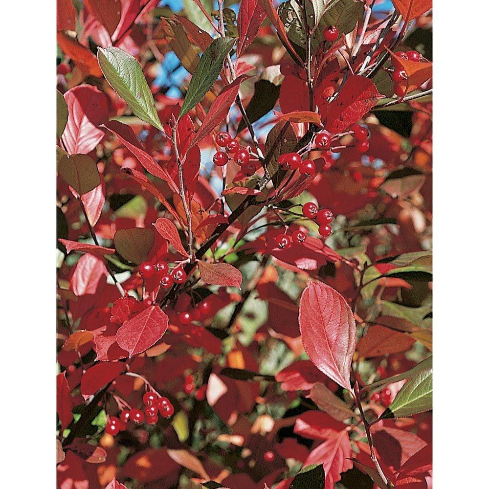 Aronia Arbutifolia Brilliantissima - View 15 from www redcrocus com