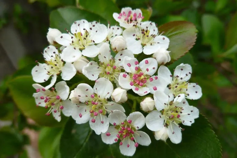Aronia Arbutifolia Brilliantissima - View 19 from www redcrocus com