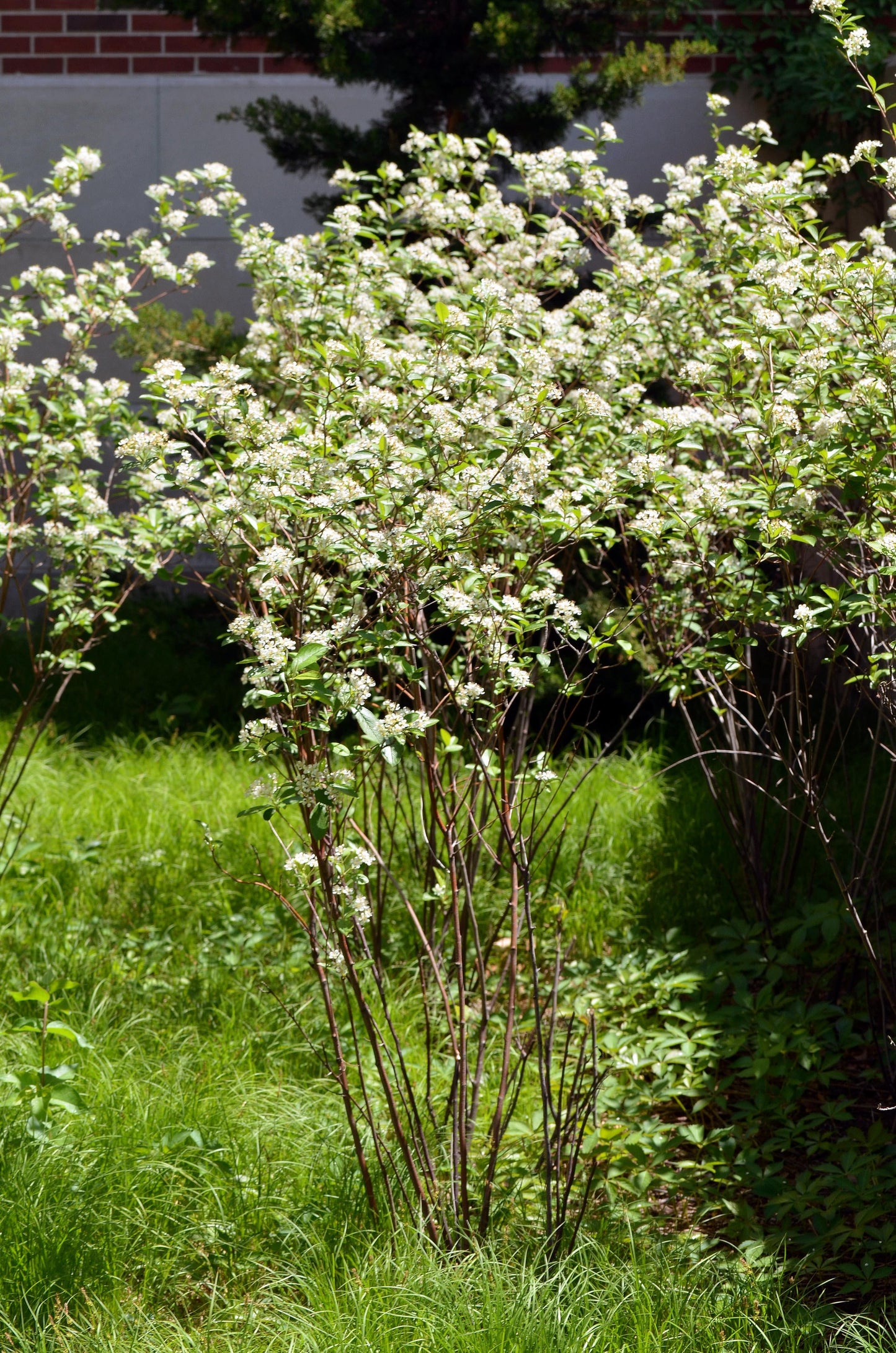 Aronia Arbutifolia Brilliantissima - View 1 from www redcrocus com