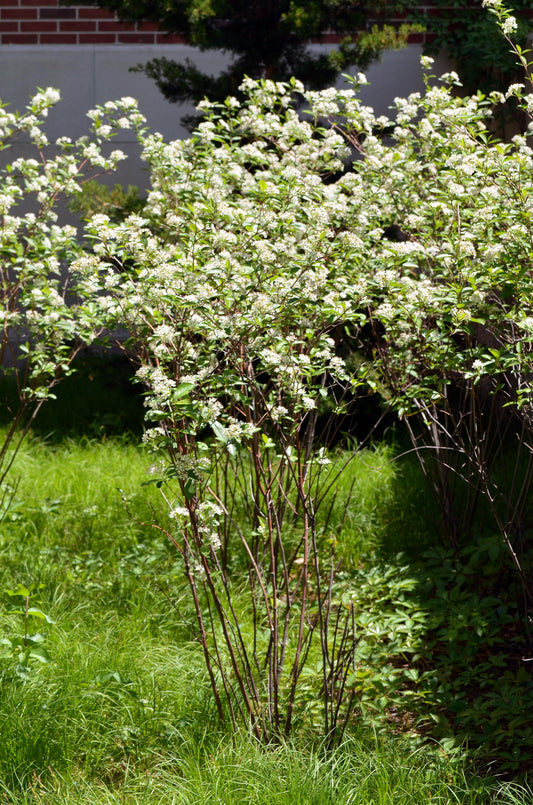 Aronia Arbutifolia Brilliantissima - View 1 from www redcrocus com