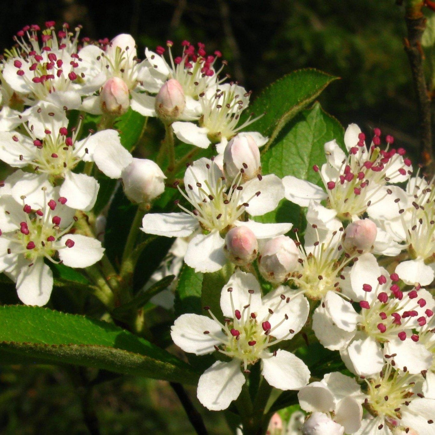 Aronia Arbutifolia Brilliantissima - View 2 from www redcrocus com